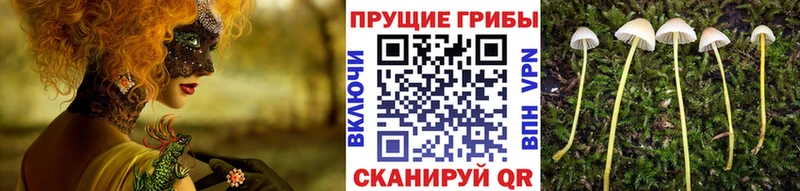 Купить  Будённовск  Псилоцибиновые грибы ЛСД 
